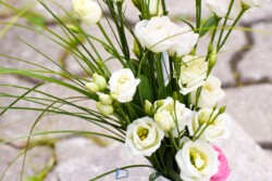 Hochzeit 2018
Korni's GesbR - www.kornis.at | Roman Johannes Kornfeld Victoria & Manuel